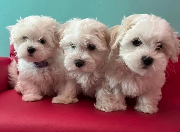 cuccioli di maltese toy allevati con amore per adozione | Foto 1