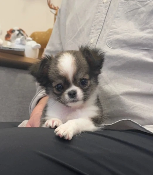 cuccioli di chihuahua toy  allevati con amore per adozione | Foto 2