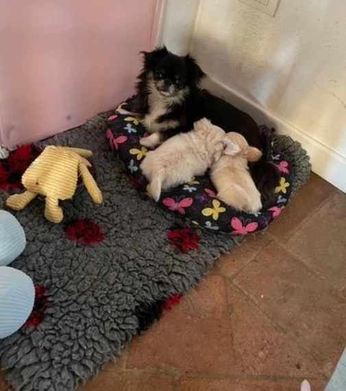 cuccioli di chihuahua toy  allevati con amore per adozione | Foto 1