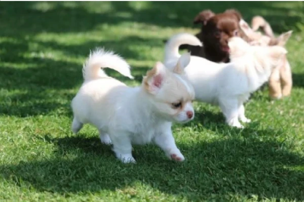 cuccioli di chihuahua toy  allevati con amore per adozione | Foto 0