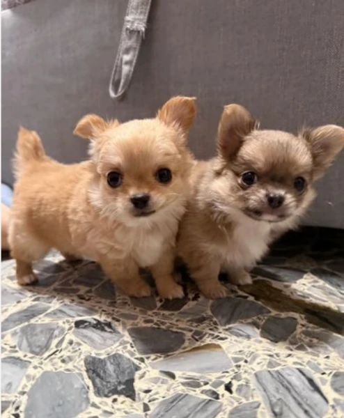 cuccioli di chihuahua toy  allevati con amore per adozione