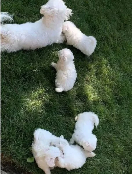 adotta un cucciolo maltese!