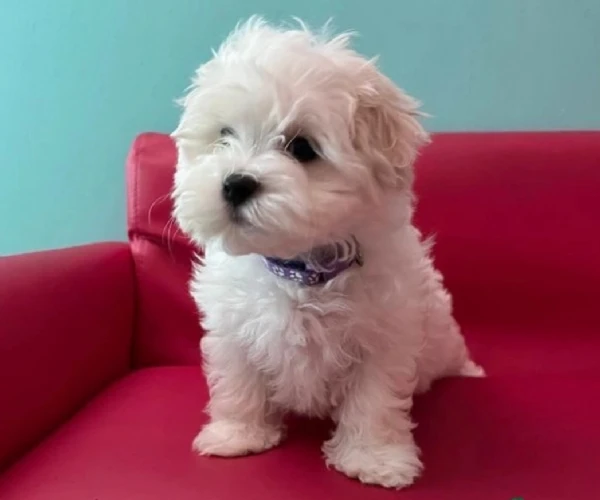 adorabile cucciolo maltese, | Foto 0