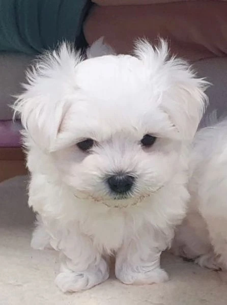 molto intelligente cuccioli maltese | Foto 4