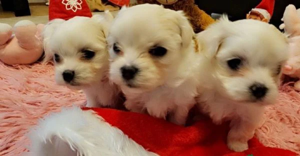 molto intelligente cuccioli maltese | Foto 0