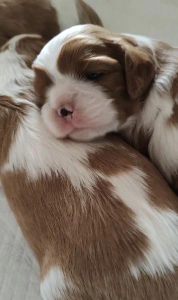 cuccioli cavalier king 