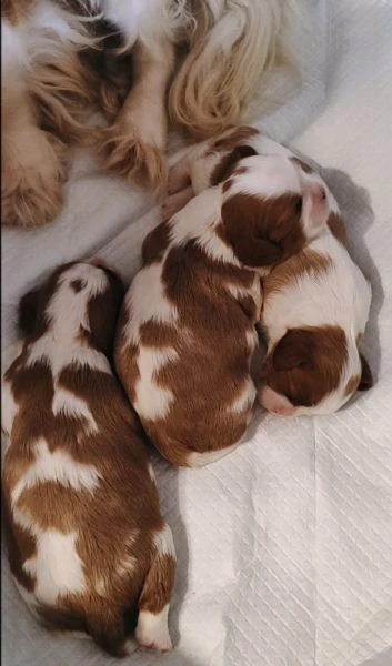 cuccioli cavalier king  | Foto 4