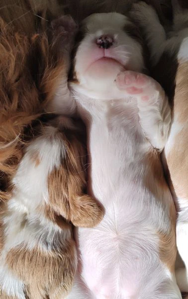 cuccioli cavalier king  | Foto 3