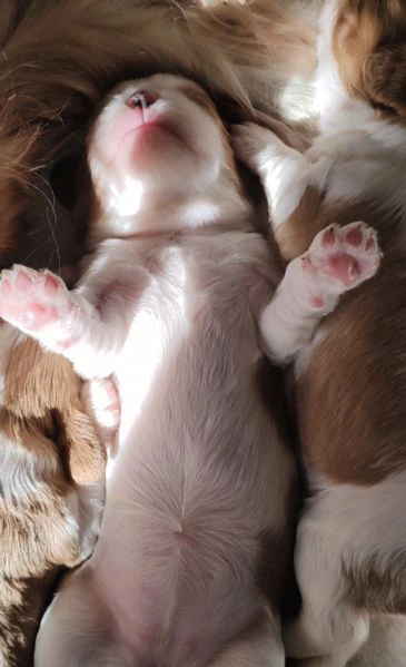 cuccioli cavalier king  | Foto 1