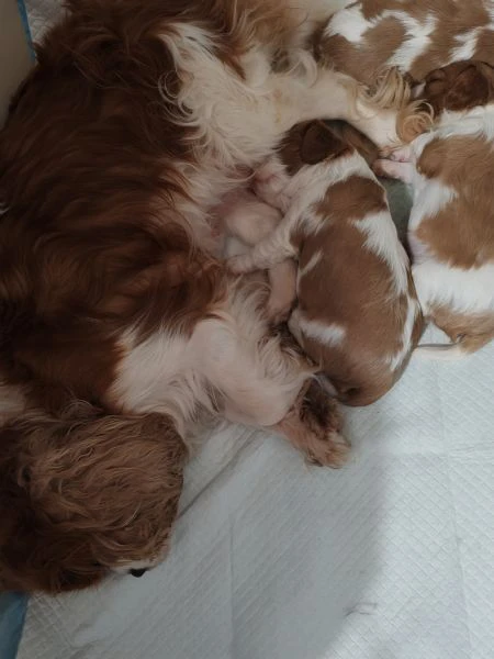 cuccioli cavalier king  | Foto 0