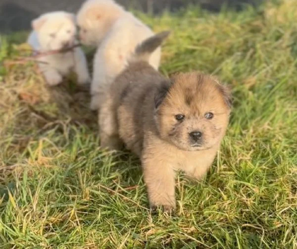 chow chow cuccioli disponibili | Foto 1