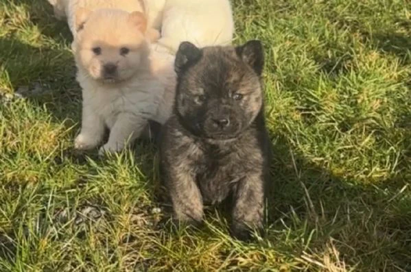 chow chow cuccioli disponibili | Foto 0