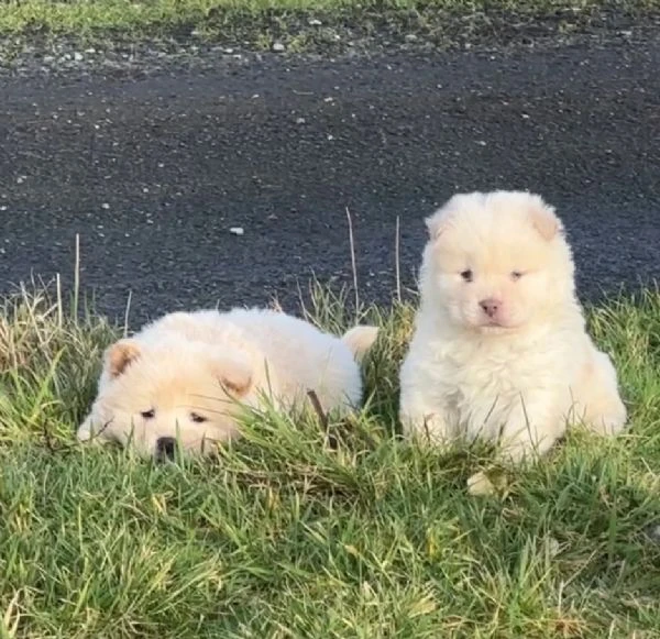 pronto questo bellissimo cucciolo di chow-chow per l'adozione | Foto 0