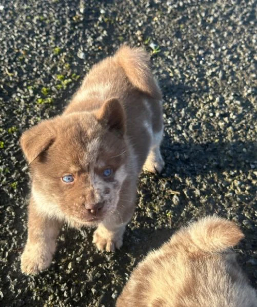 pronto questo bellissimo cucciolo di chow-chow per l'adozione