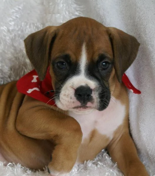 bellissimo cucciolo di boxer per l'adozione