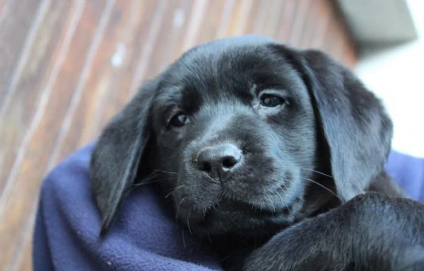 cuccioli labrador retriever nero | Foto 3