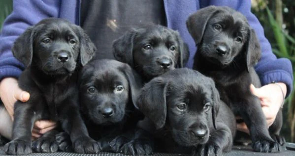 cuccioli labrador retriever nero | Foto 2