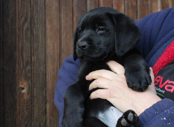 cuccioli labrador retriever nero | Foto 1