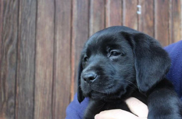 cuccioli labrador retriever nero | Foto 0