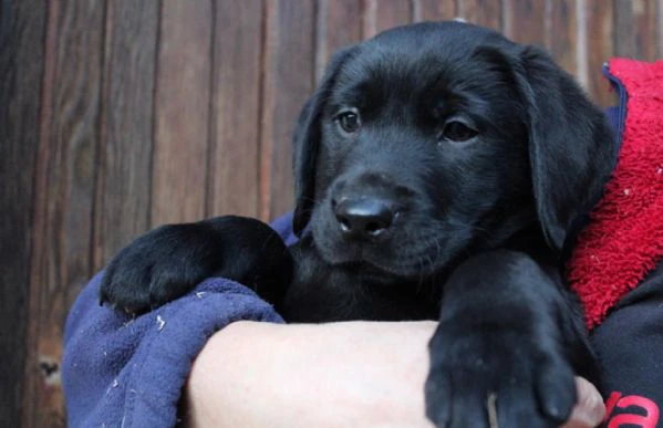 cuccioli labrador retriever nero