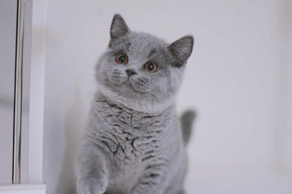 gattini british shorthair | Foto 0