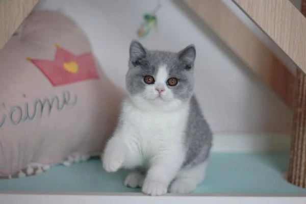 gattini british shorthair