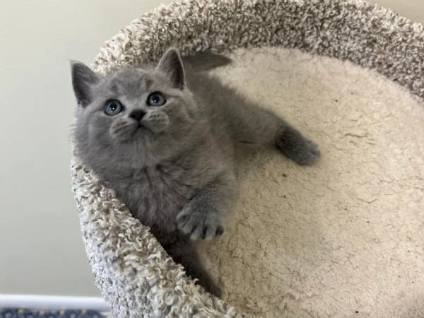 british shorthair maschio e femmina