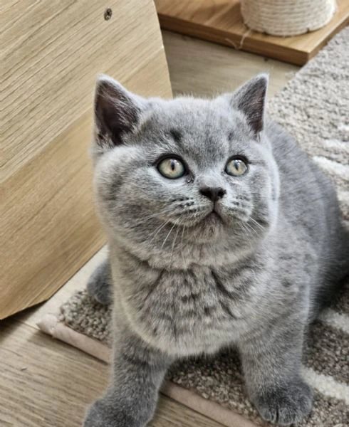 gattini british shorthair