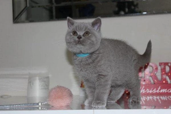 cucciolo di british shorthair !!