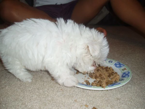 cuccioli di maltese