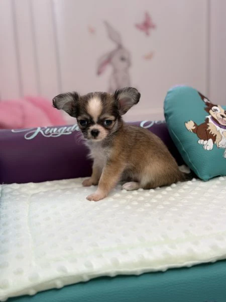 cuccioli chihuahua  | Foto 6