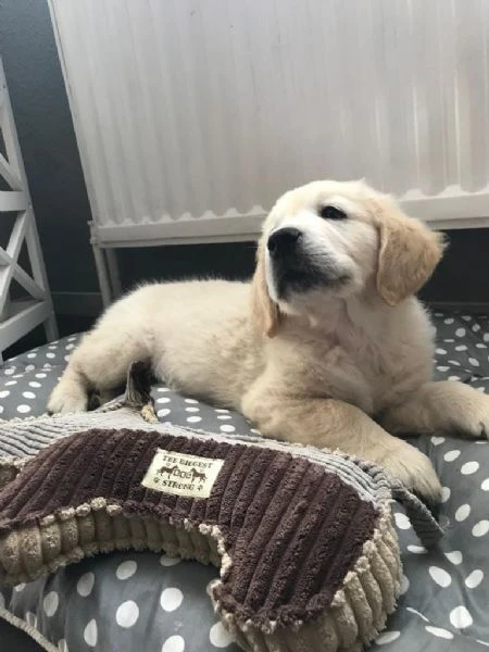 cuccioli golden retriever 