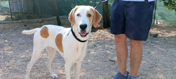 carlos, meticcio di 10 mesi super coccolone | Foto 3