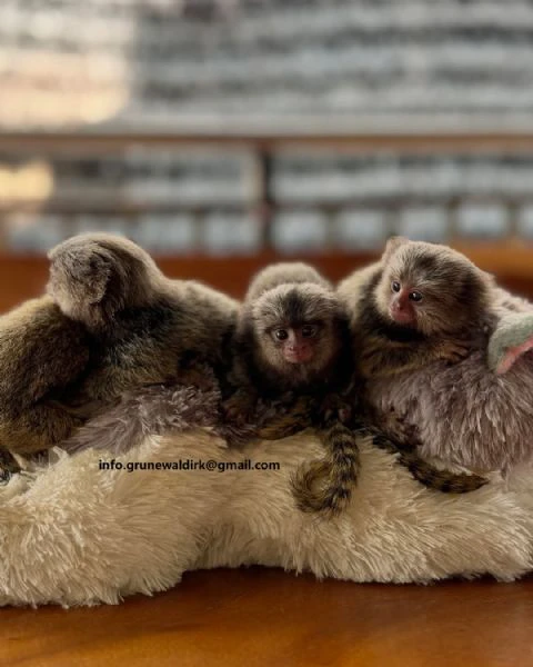 scimmie marmoset in vendita | Foto 3