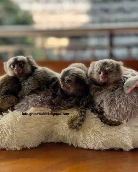 scimmie marmoset in vendita | Foto 1