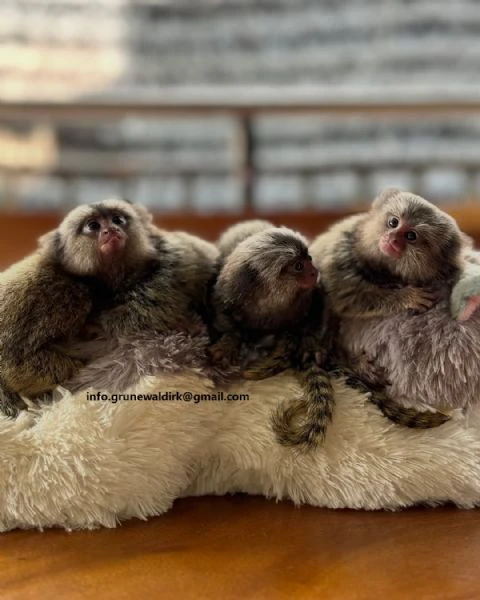 scimmie marmoset in vendita | Foto 0