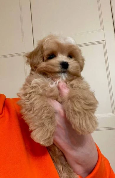 bellissimi cuccioli di barboncino disponibili per adozione  | Foto 0