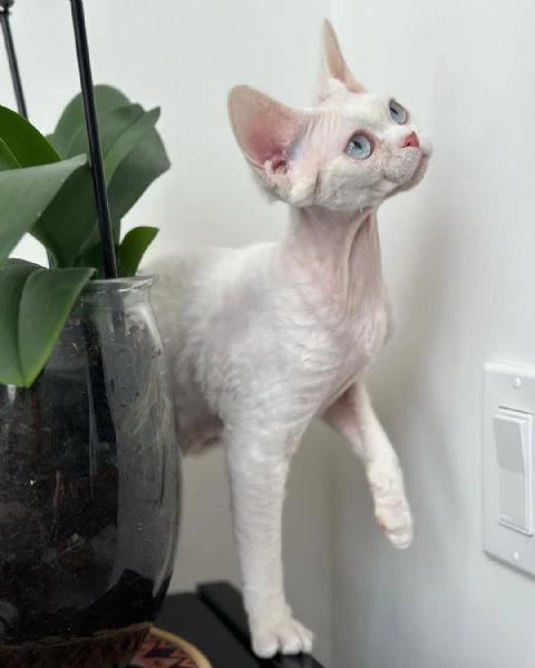 disponibile cucciola femmina di devon rex. | Foto 0