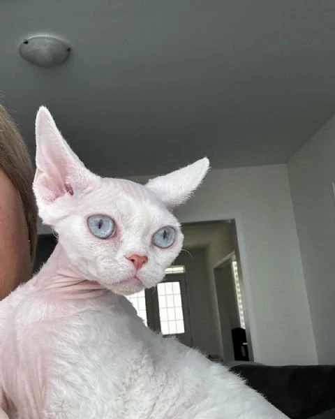 disponibile cucciola femmina di devon rex.