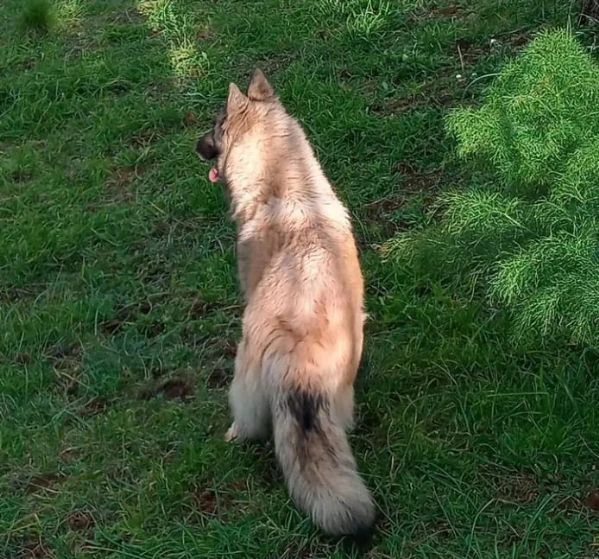 cuccioli di pastore belga | Foto 0