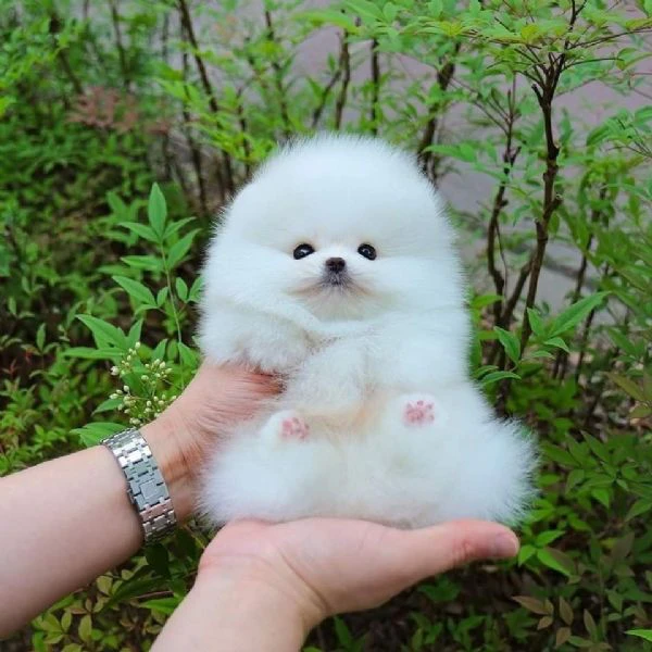 cuccioli di pomerania