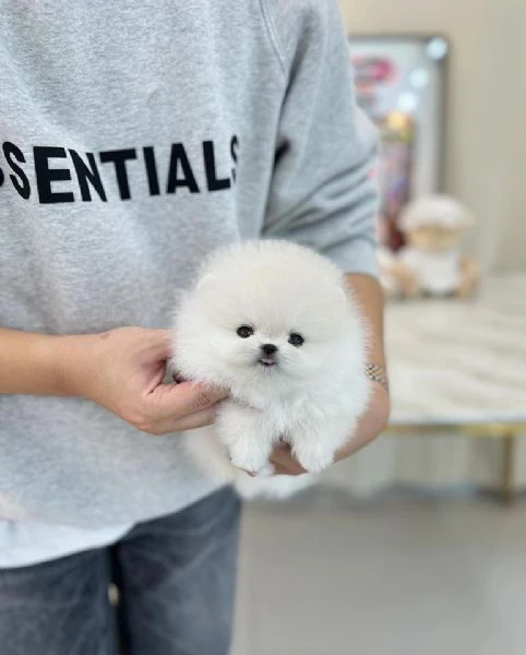 disponibili cuccioli di puro spitz pomerania | Foto 0