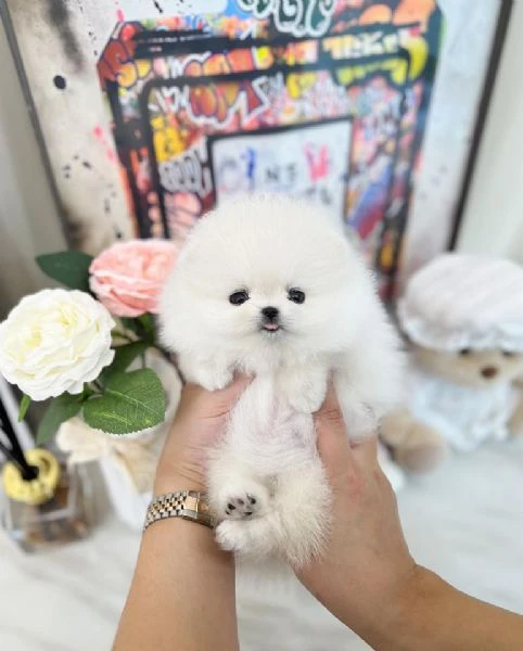 disponibili cuccioli di puro spitz pomerania