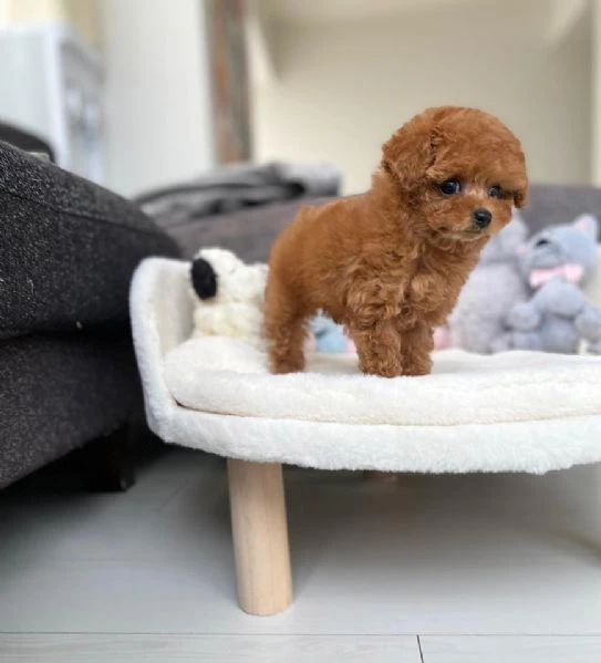 cuccioli di cane barboncino toy