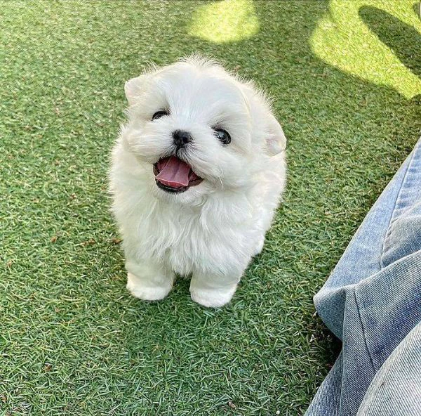 cuccioli di barboncini minitoy | Foto 0