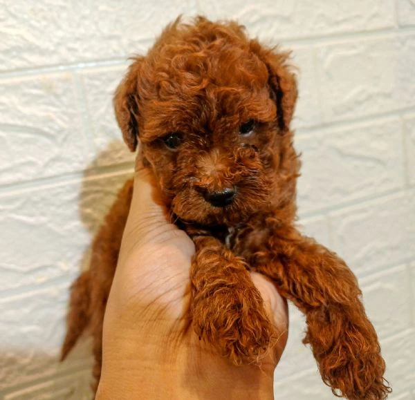 cuccioli di barboncino toy | Foto 0