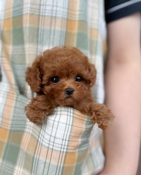 cuccioli di barboncino toy  | Foto 0