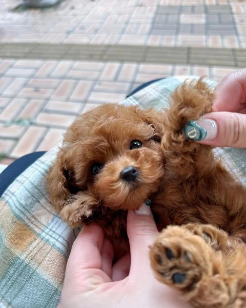 cuccioli di barboncino toy 