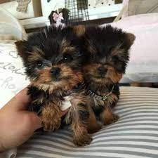 regalo cuccioli yorkshire terrier | Foto 0