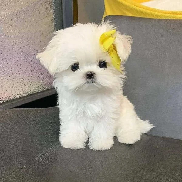 maltese cuccioli disponibili